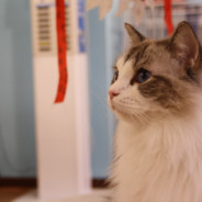 枪马了你骂枪骂我干嘛