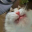 HellsPrey