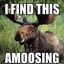 The wet MOOSE!!