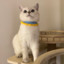 Affy