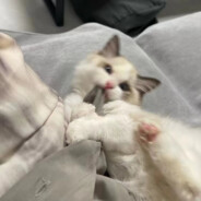 赵百万