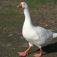 Lidlstolpe #XD's Steam avatar