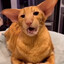 why is the cat called hamlet