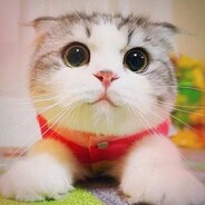 ты похож на кота