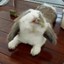 香香公主