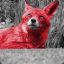 -.:GoW:.- Redfox aka Toby