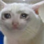 :crying_cat_emoji: