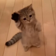 很菜，所以起大狙