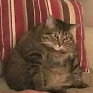 TheFatCat