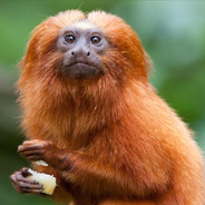 Golden Lion Tamarin