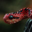 THE VERY MOST WILD SNAKE