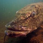 Pike_lover_69