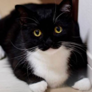 几把猫很担心你