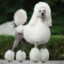 Poodle