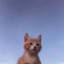 Мао
