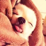 晚鸽
