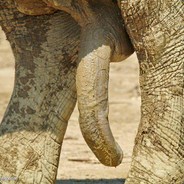 乔沃得达基巴。