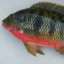 Tilapia