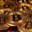 Shadowcoins