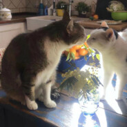 耶稣拒绝不了那晚的她