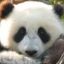 Mr.Panda