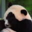 Facepalming Panda