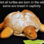 Turtle.Bread