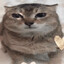 Trump Put A 70% Tariff On Ts Cat