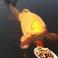 killer fish from san diego's avatar