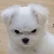 不是摆盒子是百合子