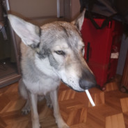 基因原体李云龙