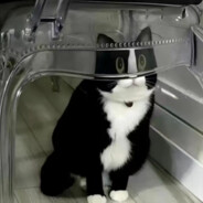 阳光开朗小女孩