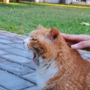 卖西瓜的凶老板