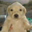 perro_lol