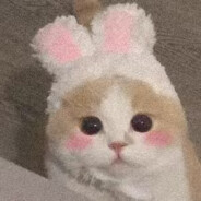 李泽言的小布丁