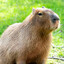 Capybara