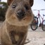 Quokka