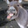 Donkey donk