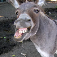 Donkey donk