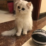 我的头可不是面团捏的