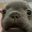 P.H.D In Puppies
