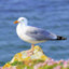 Monotone Seagull
