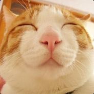 孤单枪手（网通）