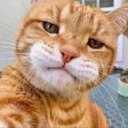 老实敦厚谭憨憨