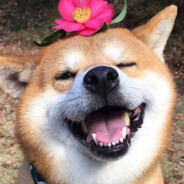 关于我重生在cs里打go这