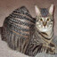 Cornrowed Cat