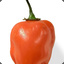 Haightenero Pepper