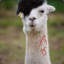 Swag1NaughtyLlama