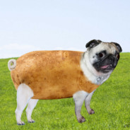 Pugtato_Master