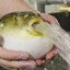 FuGu